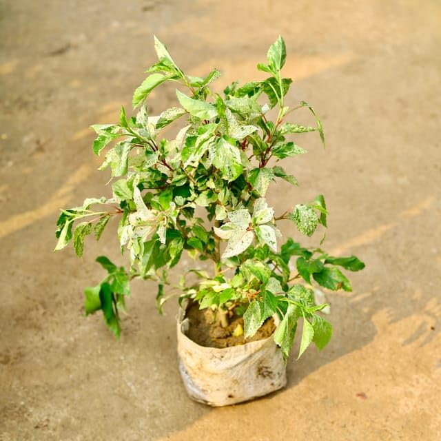 Giant Hibiscus Flower - for planting in home garden